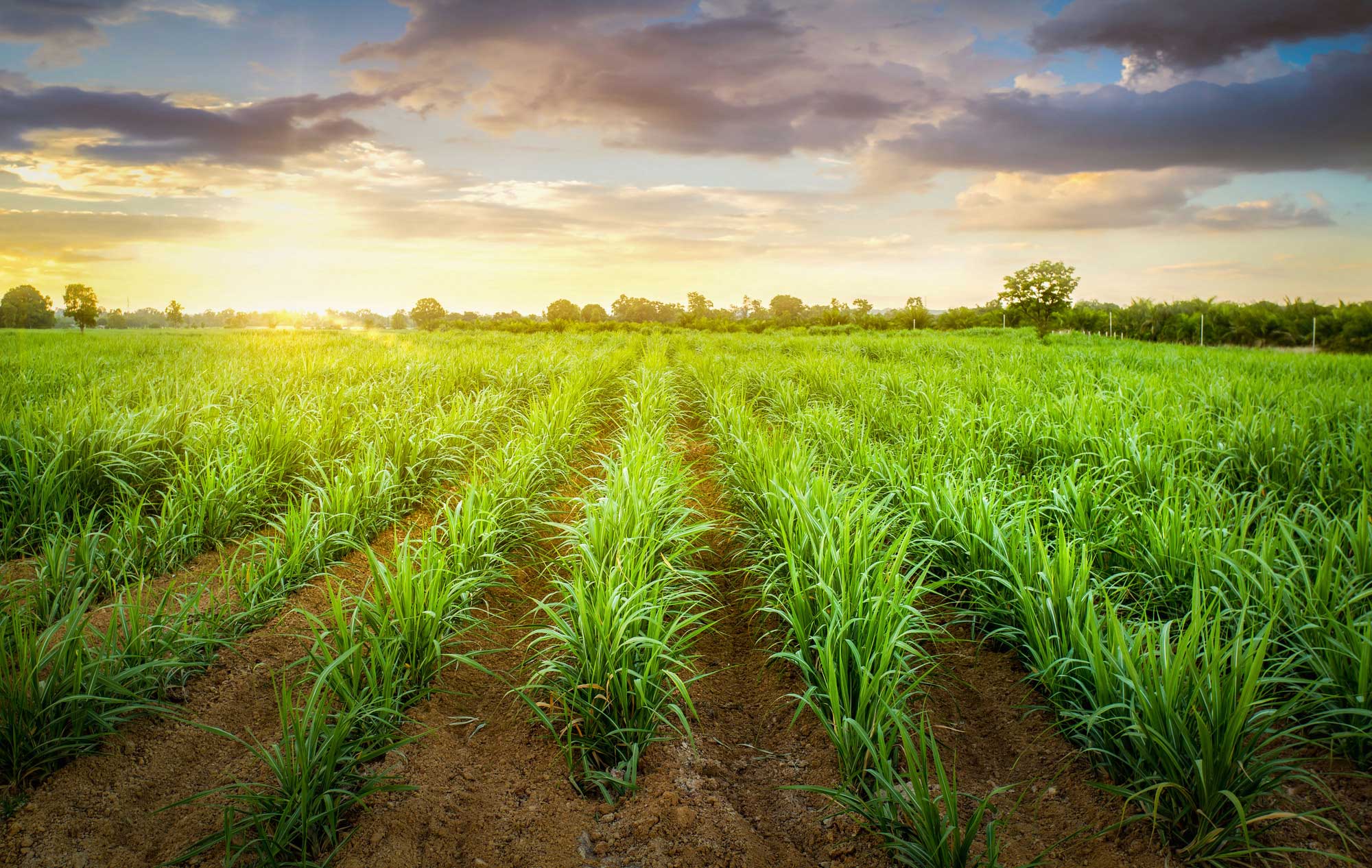 国家戦略「BCG経済モデル」と外資誘致の恩典
